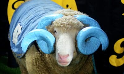 UNC mascot, Rameses, at the Duke's Mayo Bowl on Dec. 27, 2023 at Bank of America Stadium in Charlotte, N.C. (Mitchell Northam / WV Sports Now)