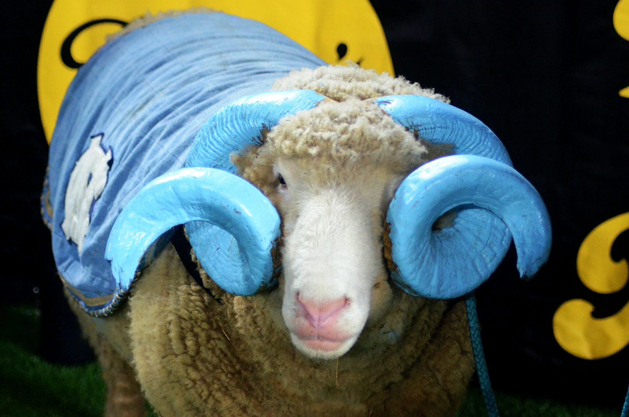 UNC mascot, Rameses, at the Duke's Mayo Bowl on Dec. 27, 2023 at Bank of America Stadium in Charlotte, N.C. (Mitchell Northam / WV Sports Now)